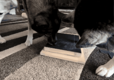 PawFile Reward Box